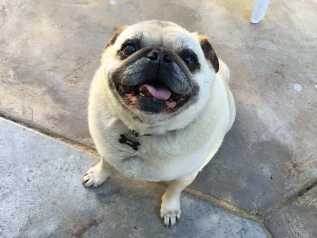 pug 1638507 1280 1 e1722060362410