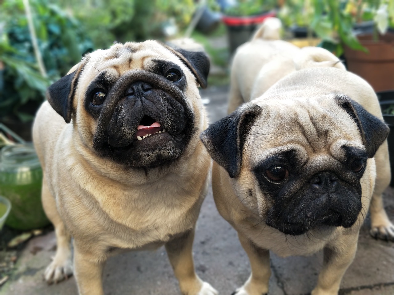 pugs 2498922 1280