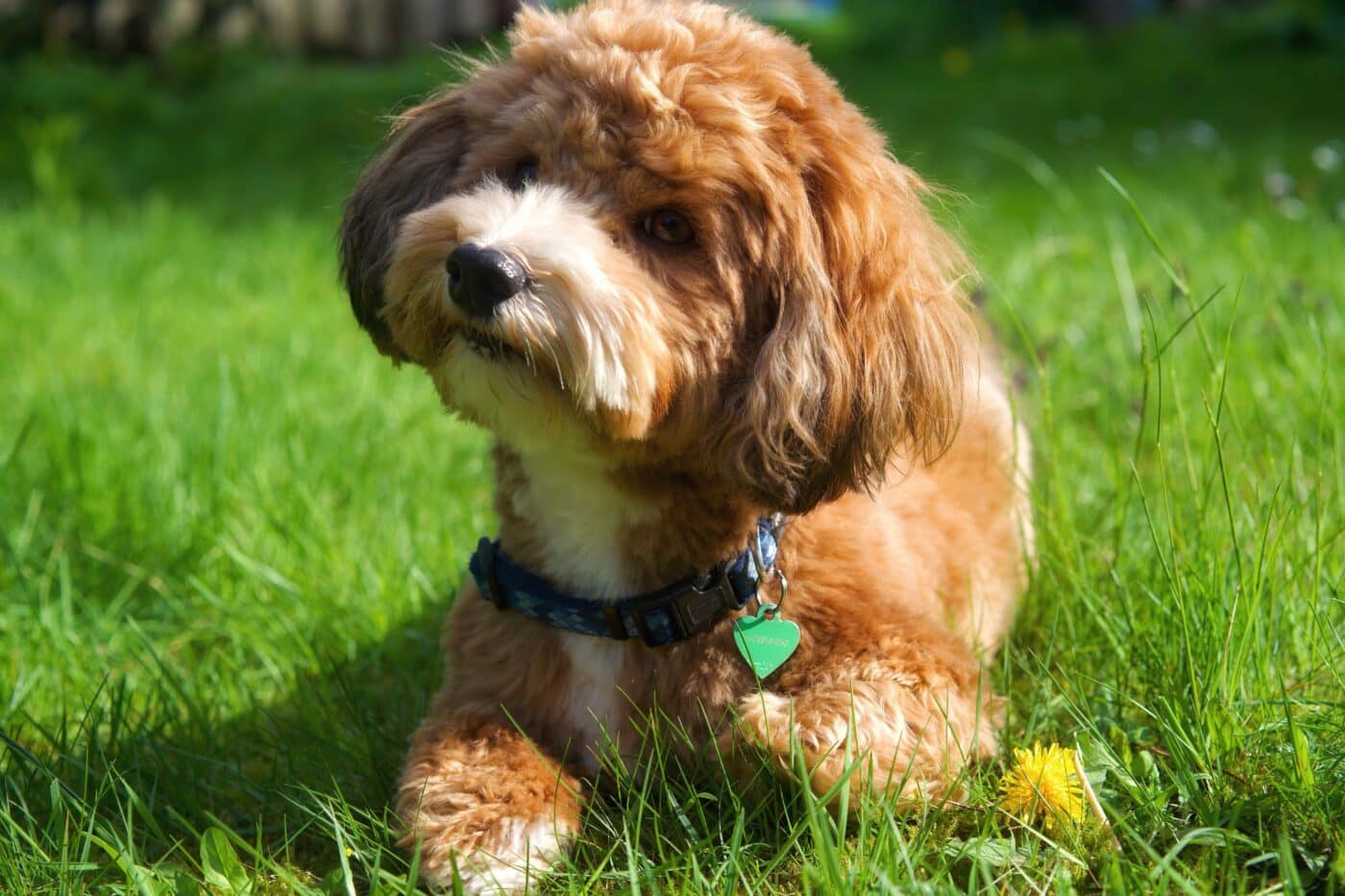 red havanese 1400x933 1