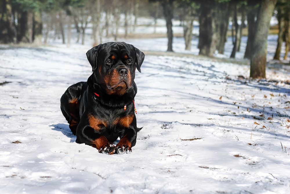 rottweiler dog lying on the snowy ground