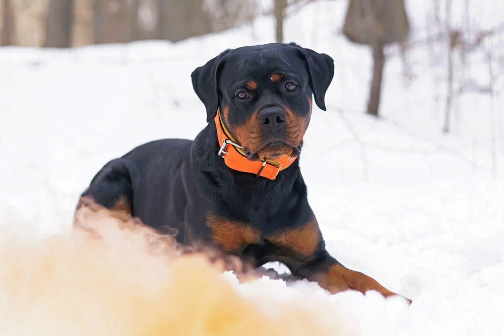 rottweiler dog outdoor during winter