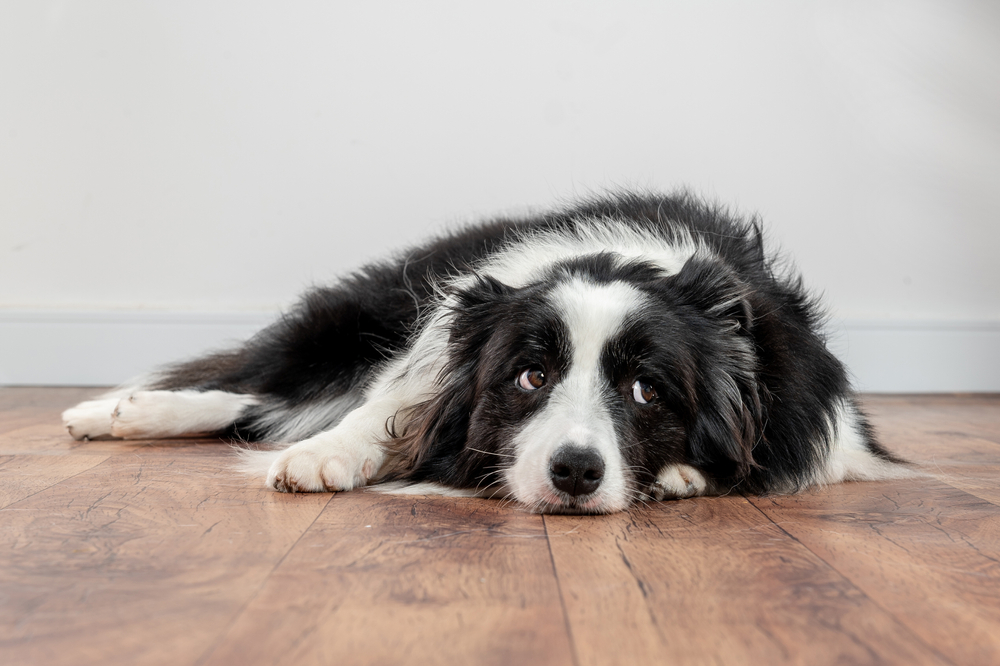 sad and worried dog lying on the floor