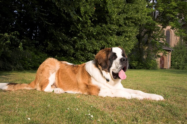 saint bernard 1040956 640