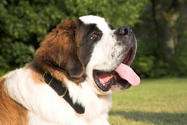 saint bernard 1040957 640