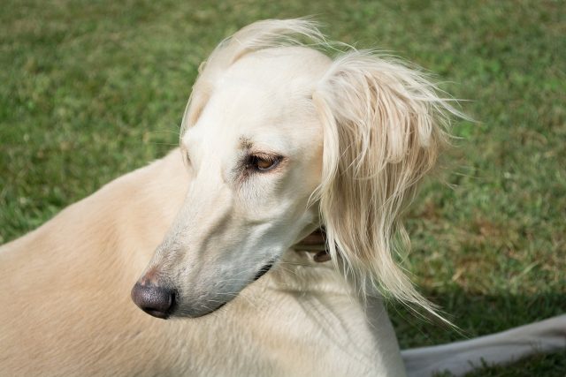 saluki 4023915 1280 e1717046898338