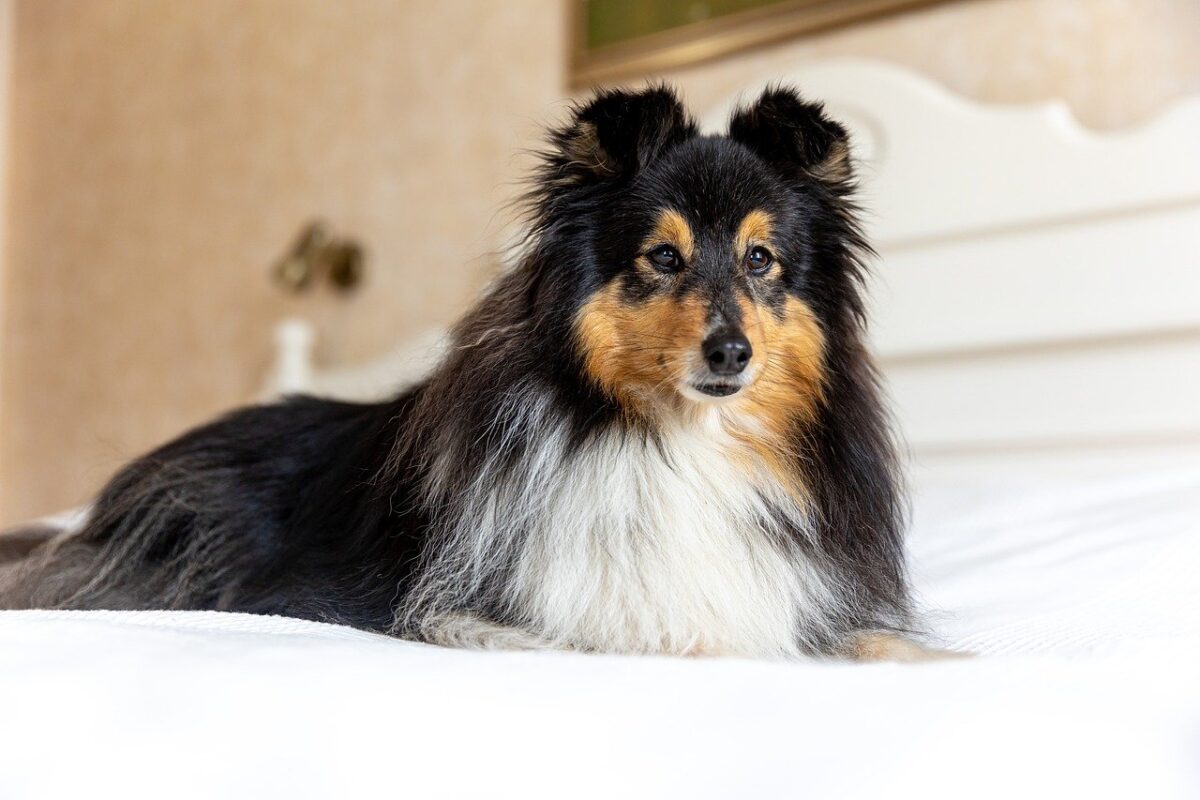 sheltie 8042991 1280 e1725341979740