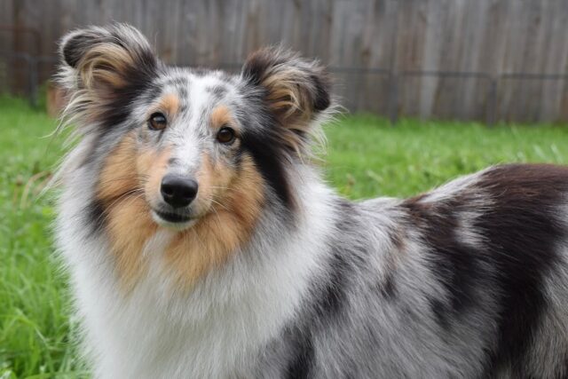 shetland sheepdog 5616697 1280 1 e1722998193558