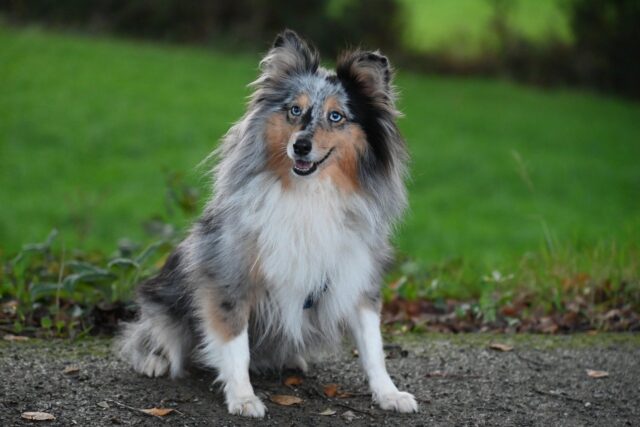 shetland sheepdog 8342397 1280 4 e1723013515321