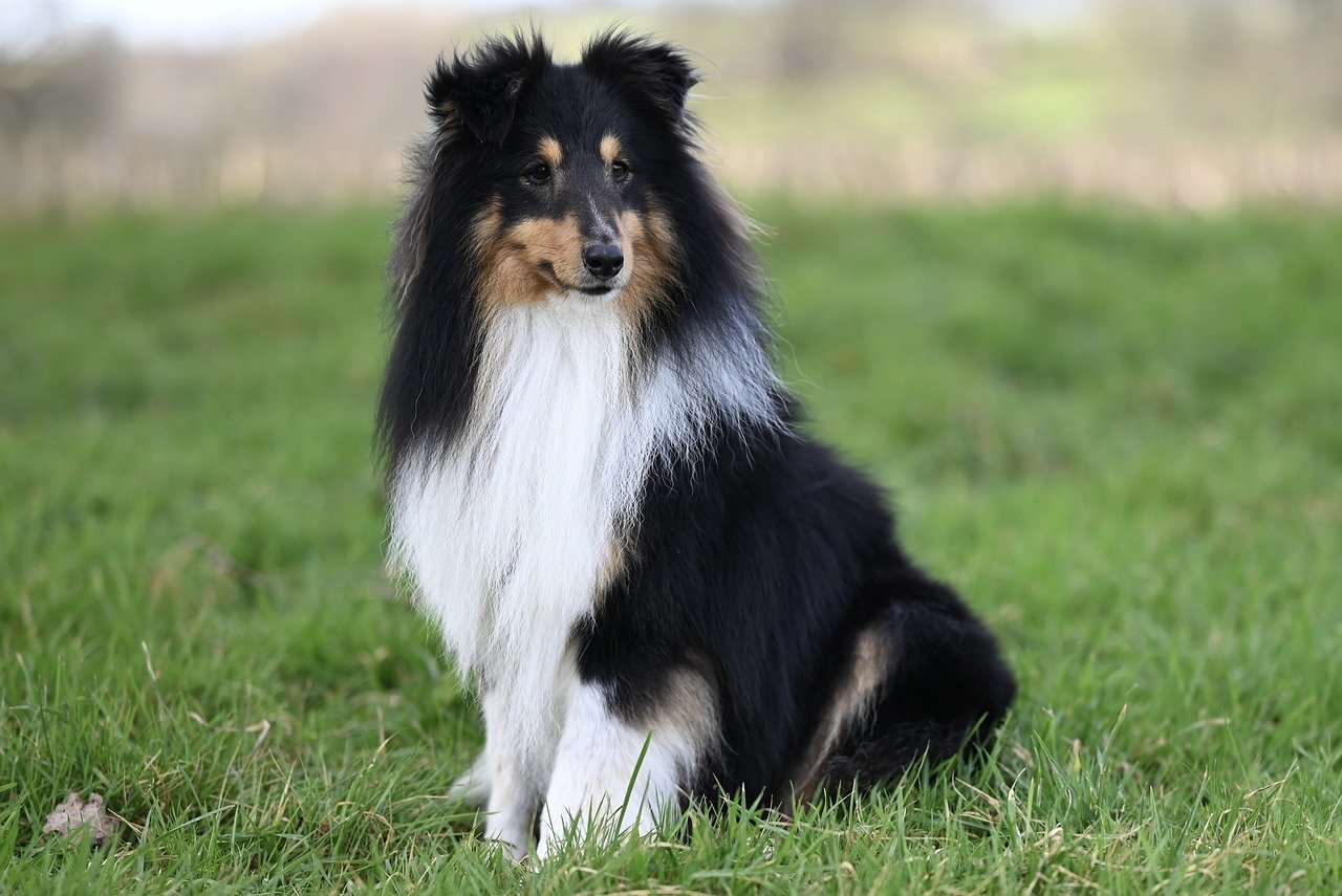 shetland sheepdog 8526068 1280 1