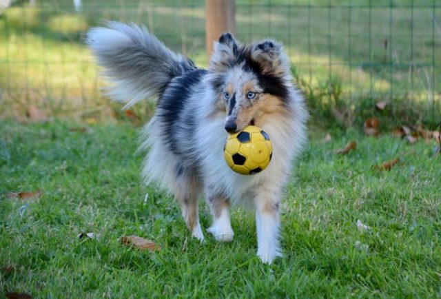 shetland-sheepdog-blue-merle-3976729_1280-768x521