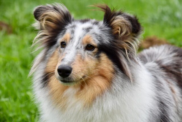 shetland sheepdog g8a4ef86fc 1280 e1653612715898