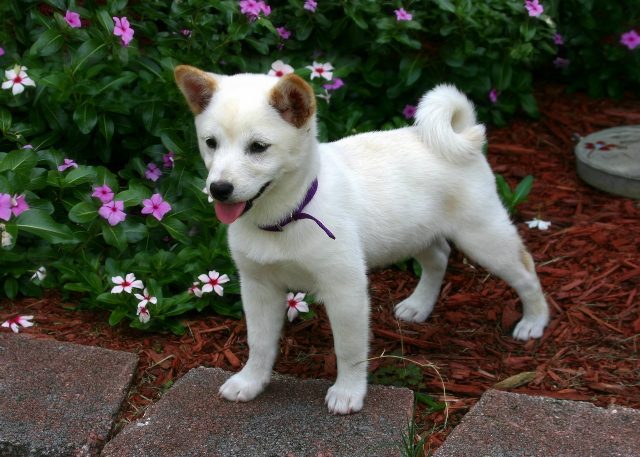 shiba inu 1147811 1280 12 e1716948514495