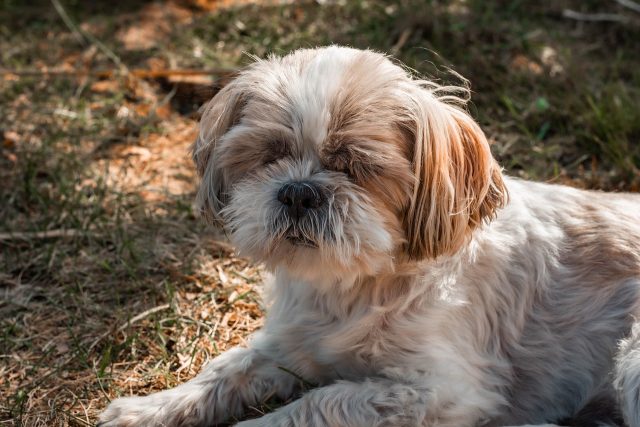 shih tzu 8618688 1280 1 e1717056913800