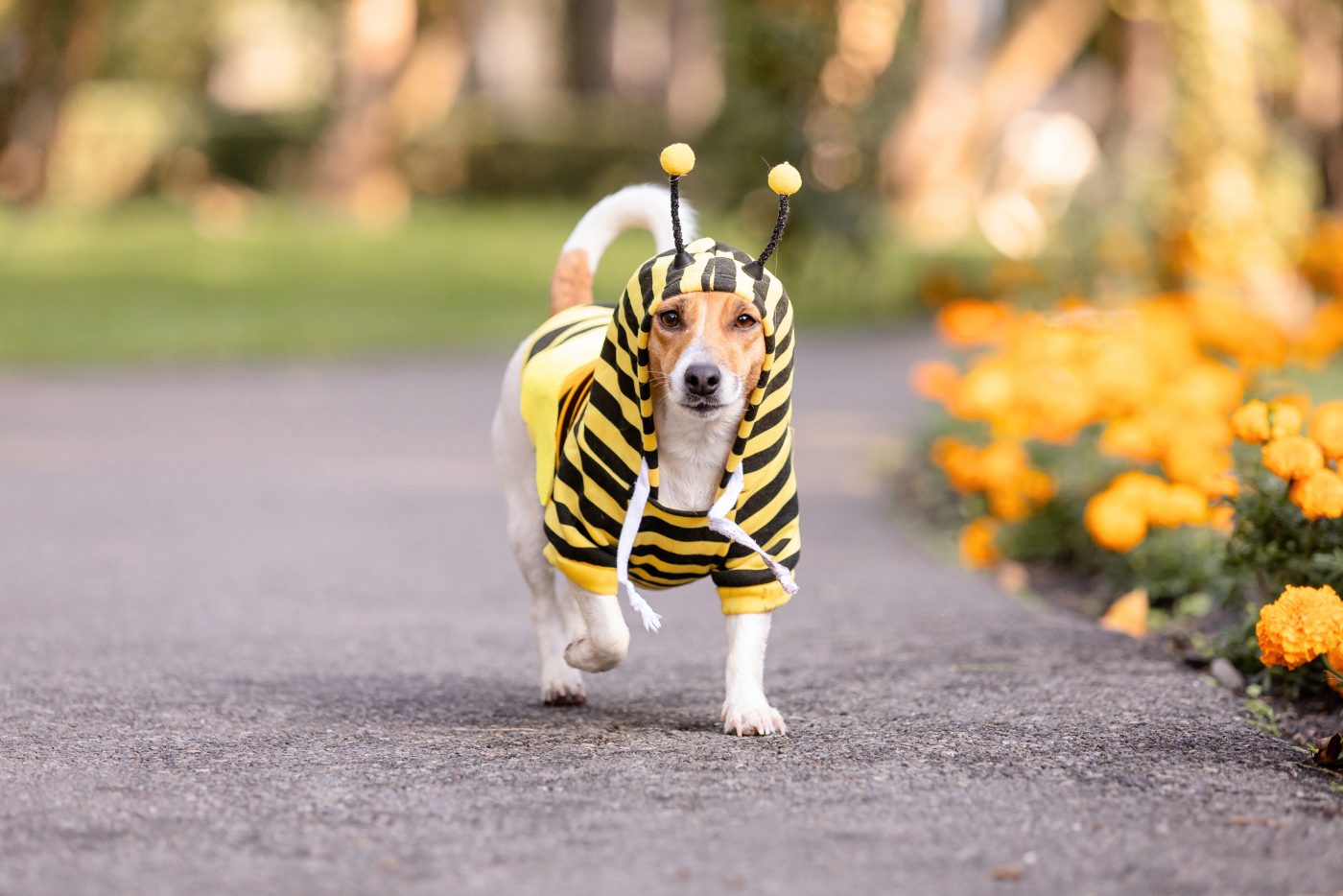 bee pollen for dogs