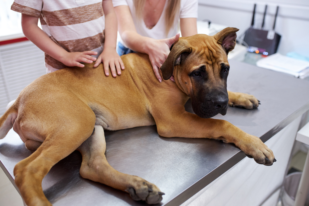 sick dog sitting on a table boy and woman petting him in the vet clinic