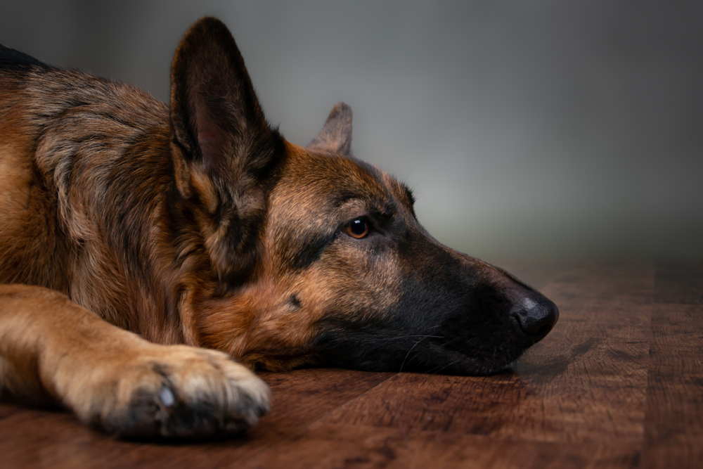 sick german shepherd on the floor