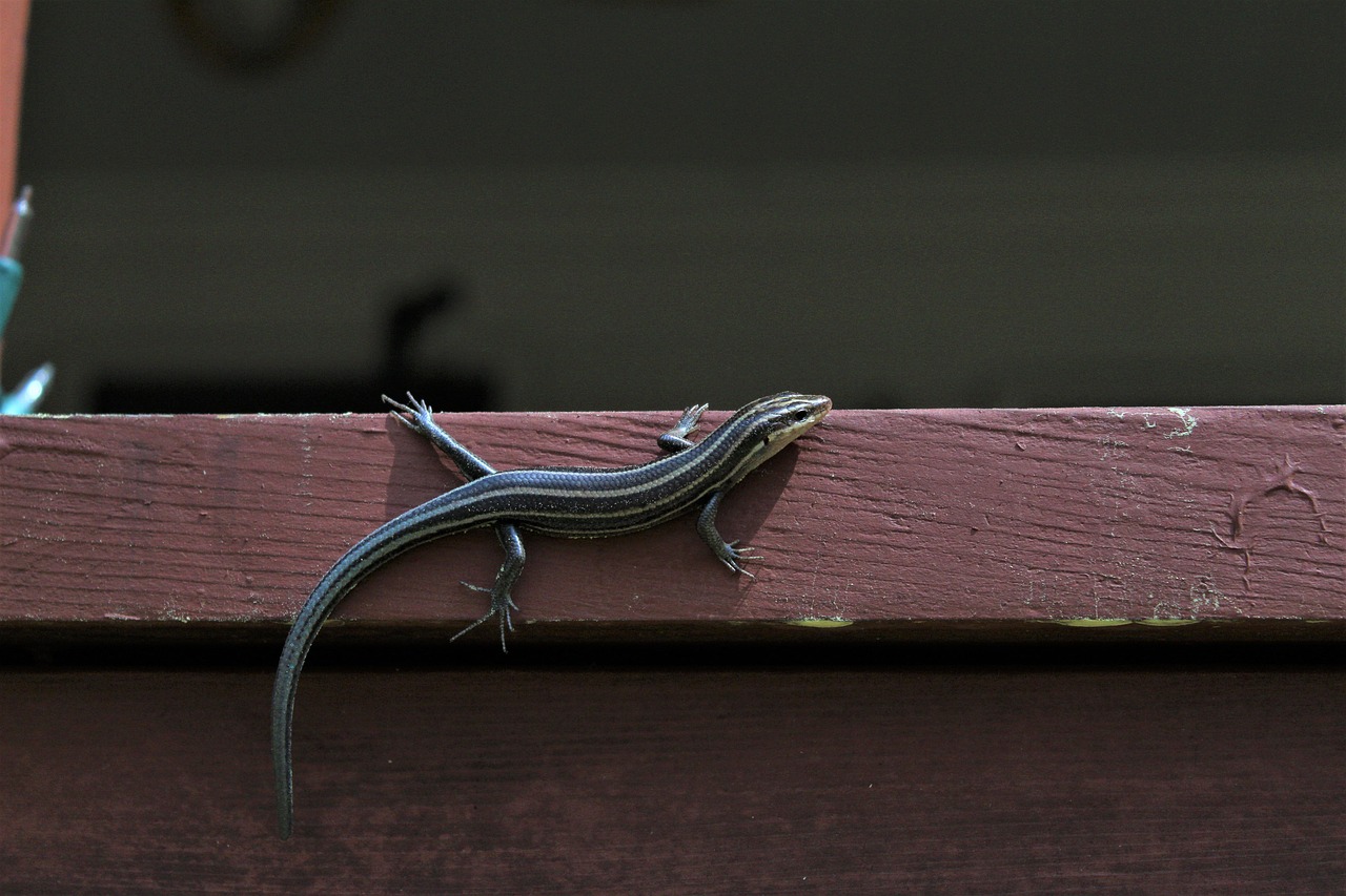 skink on a wall