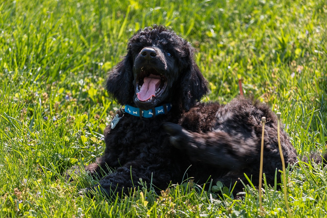 standard poodle 1549562 1280