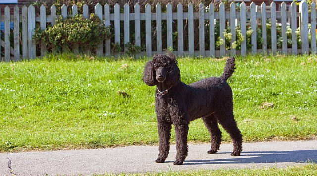 standard poodle 163963 640