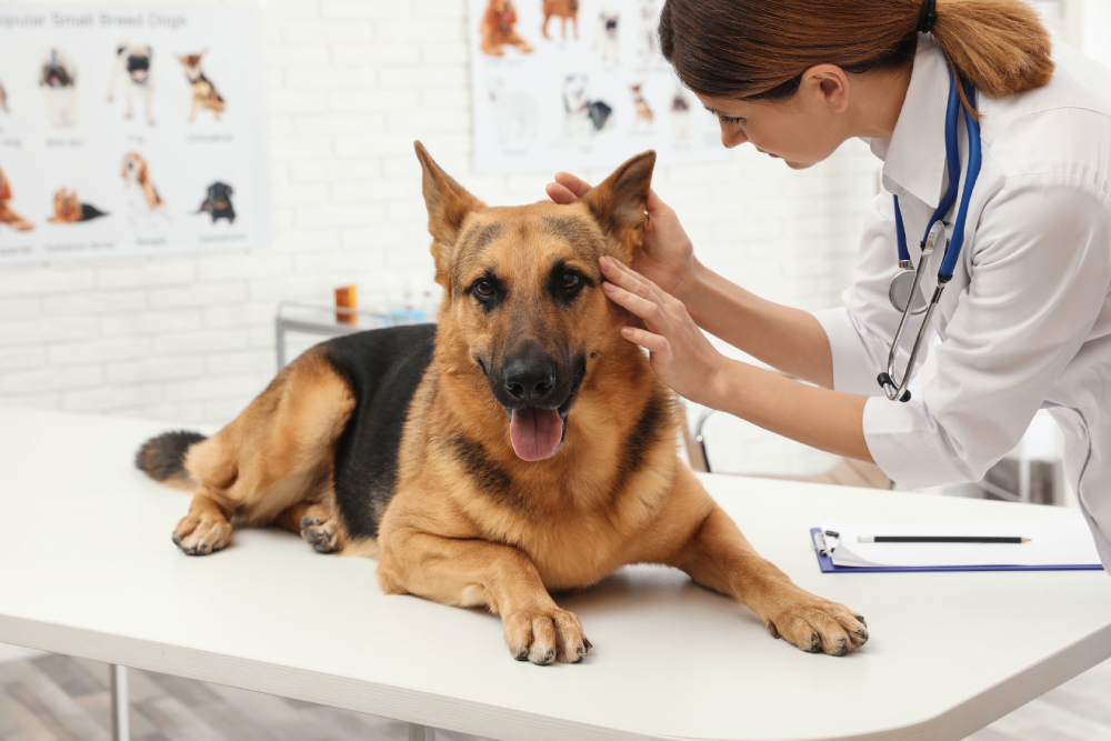 veterinarian examining German shepherd dog's ears in clinic