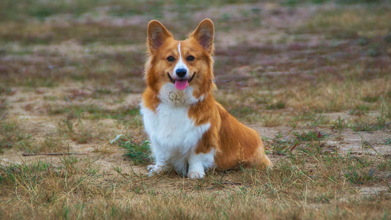 welschcorgi 3593486 1280 1