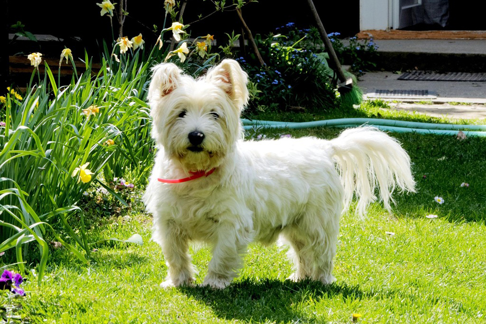 westie 1