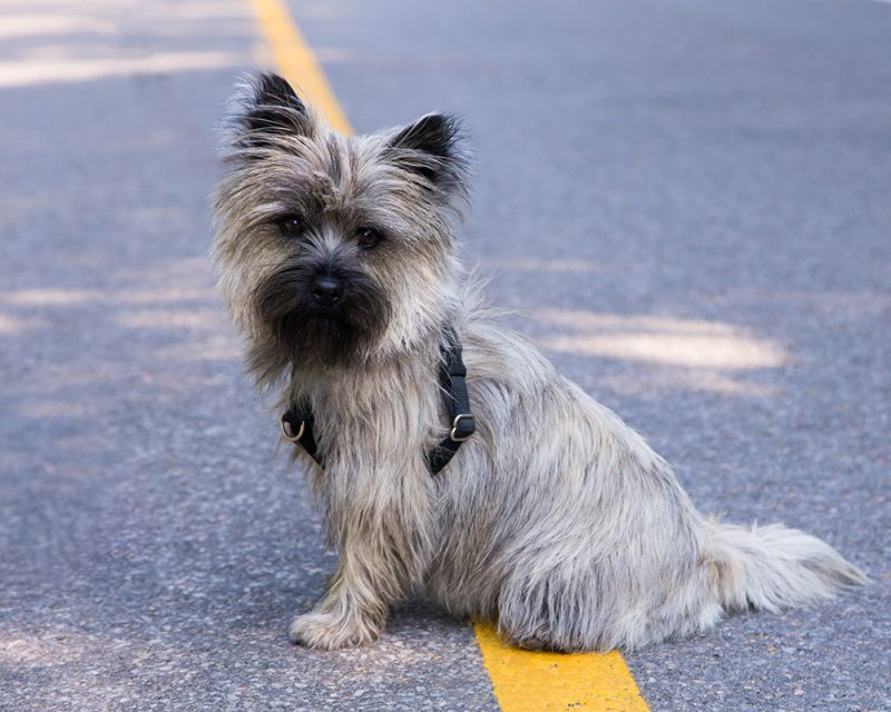 wheaten cairn terrier dog sitting in the middle of the road