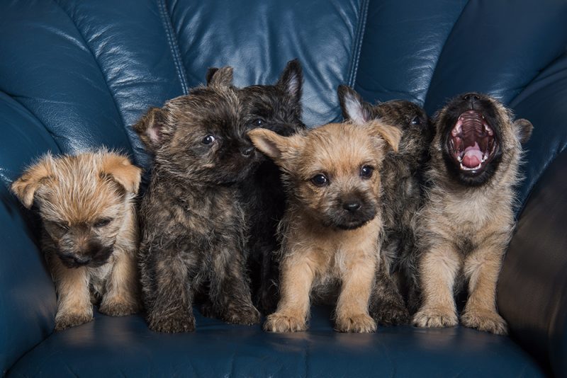 wheaten cairn terrier puppies