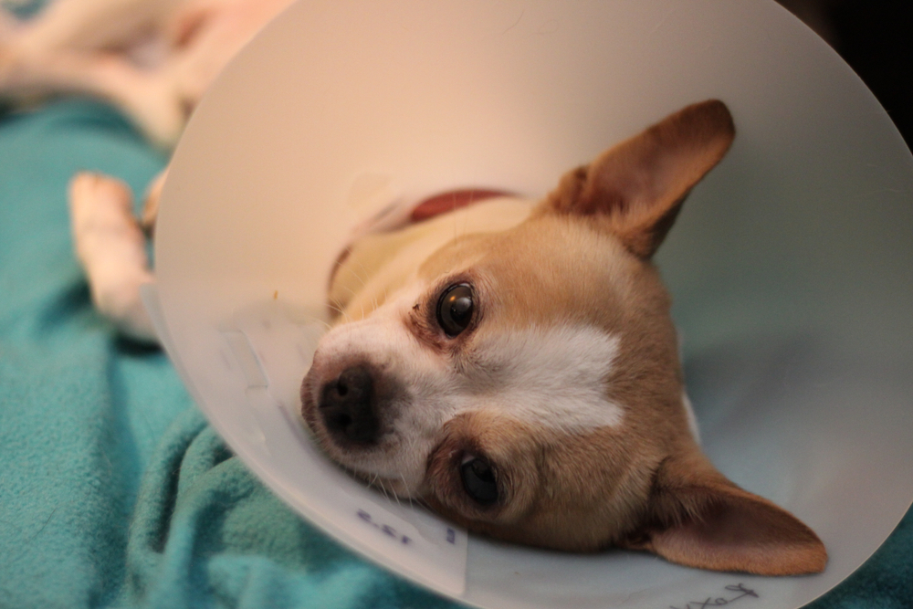 white chihuahua with collar