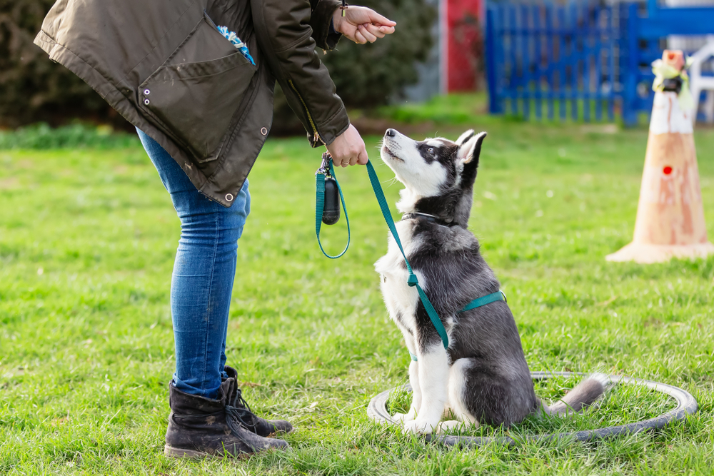 woman training husky puppy