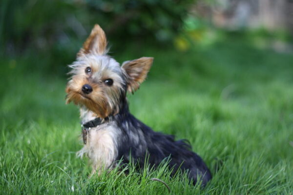 Yorkie Sitting Outside