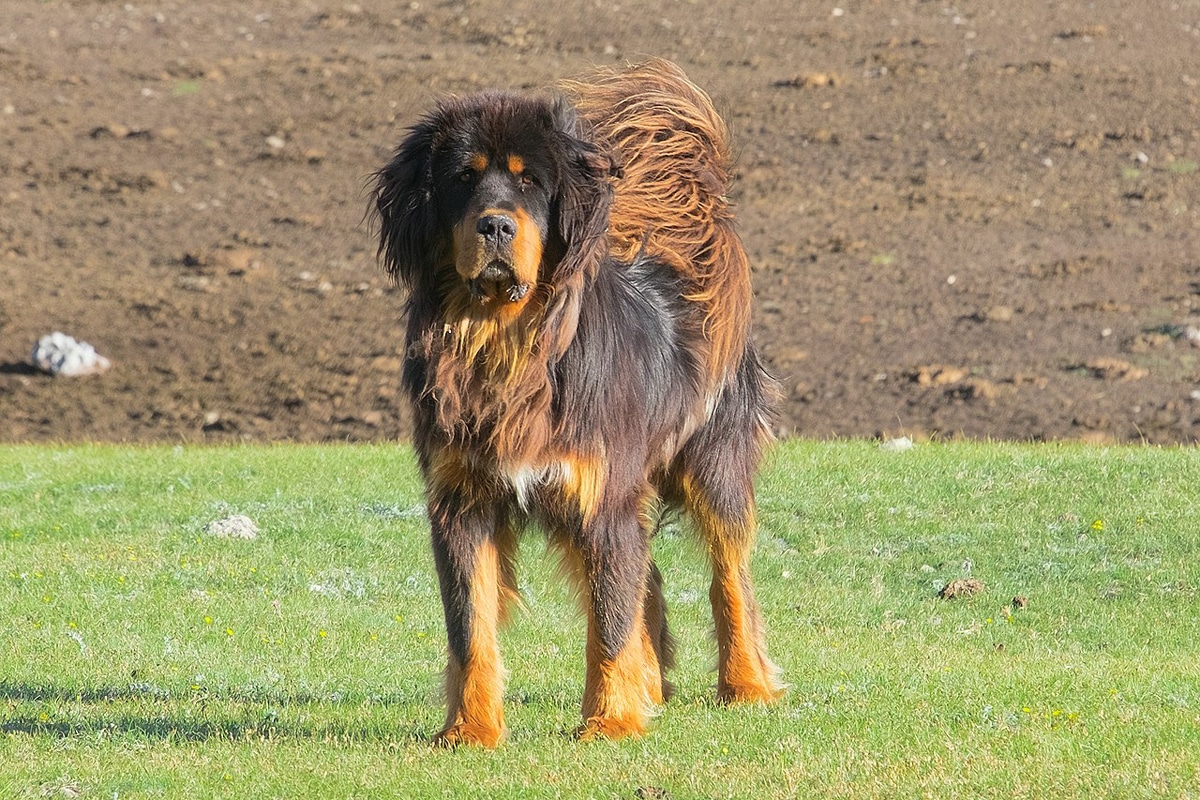 Tibetan Mastiff