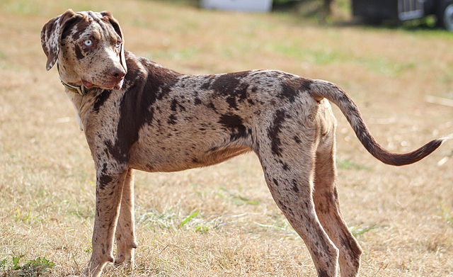 640px SasquatchCatahoulaCurDog