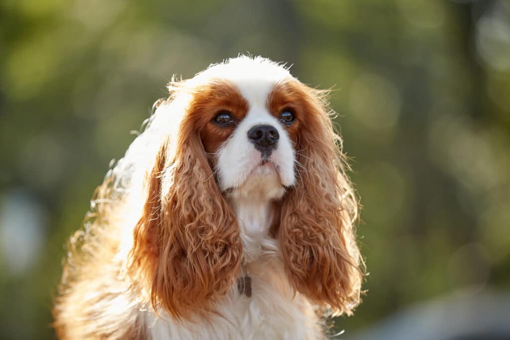 A farsighted dog king charles spaniel 1024x683 1