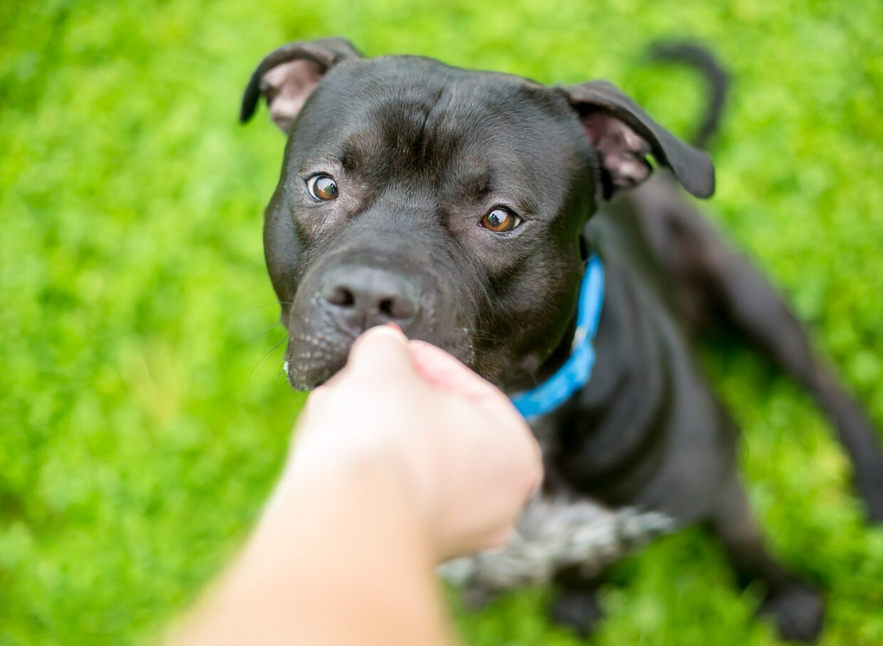 feeding-dog-treat