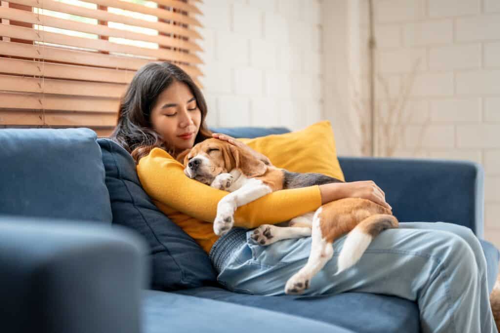 Adorable Beagle dog puppy sleeping on young owners shoulder 1024x683 1