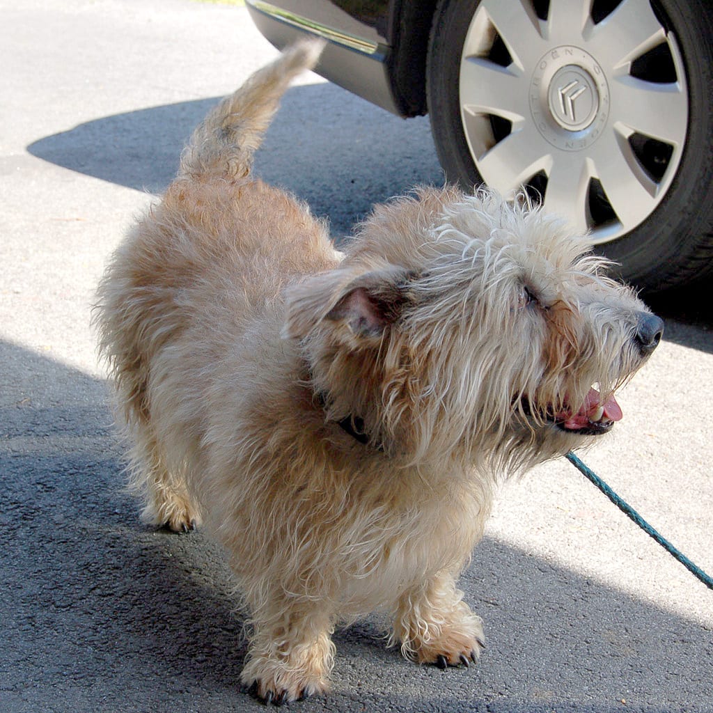 Adult Glen of Imaal terrier 1