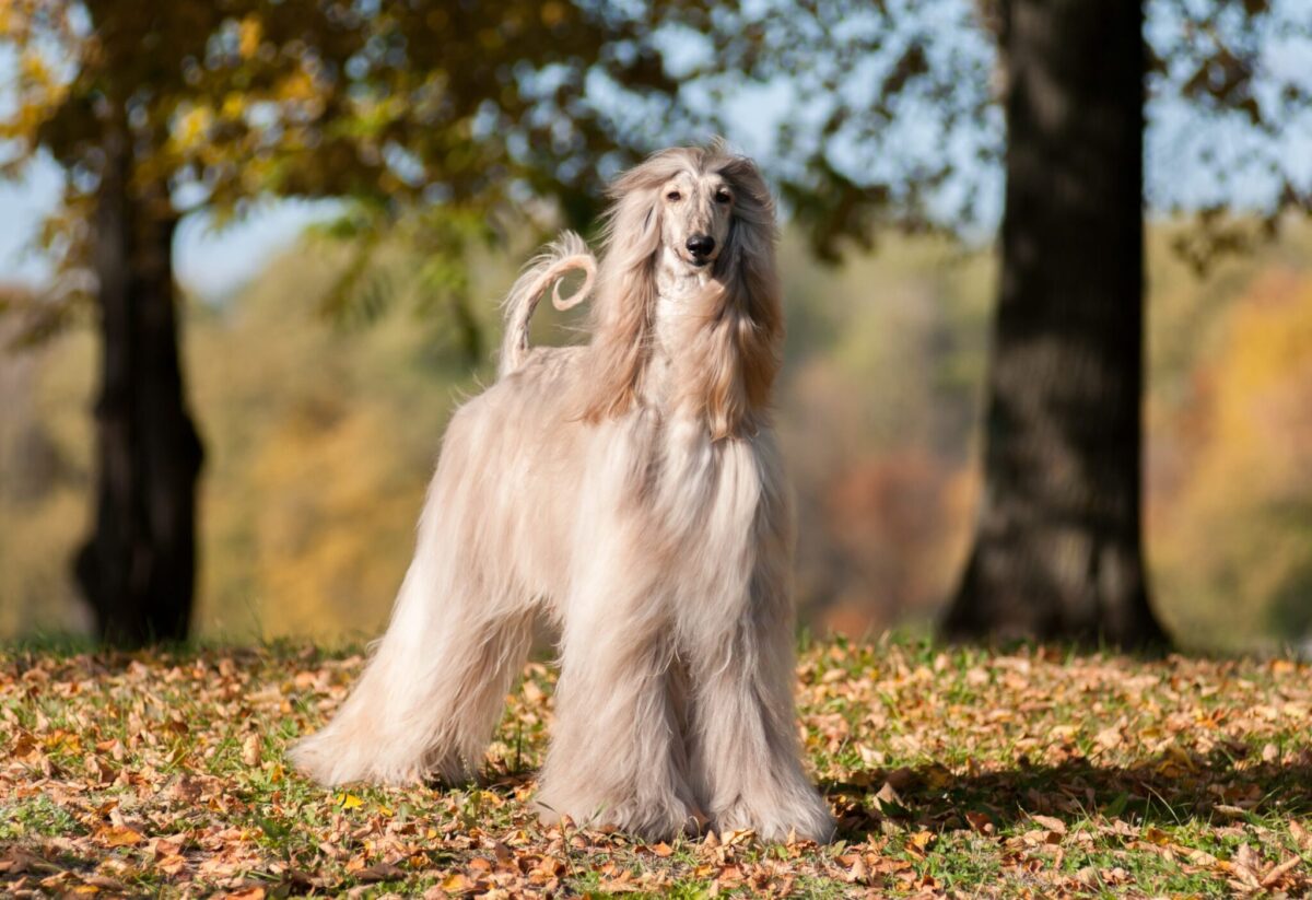 Afghan Hound featured scaled scaled e1725014017275