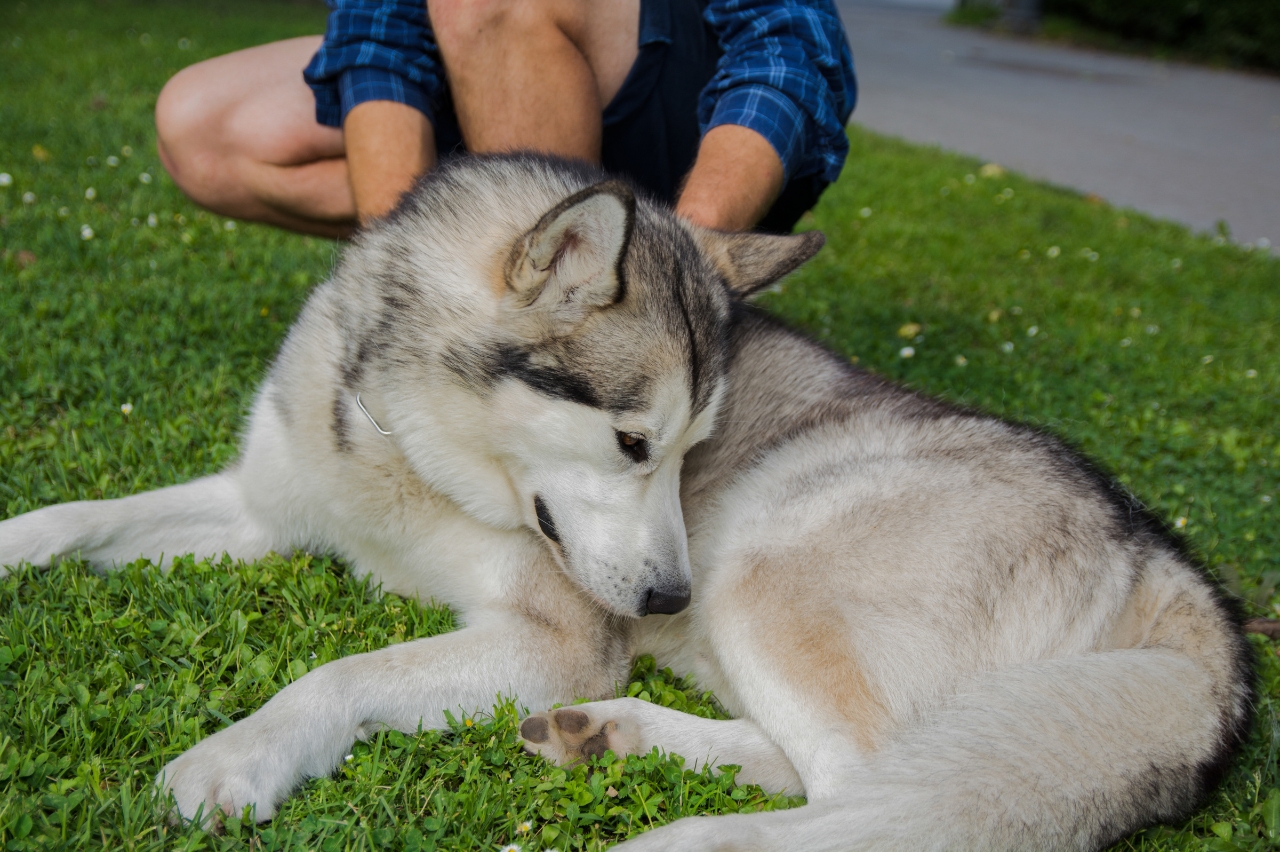 Alaskan Malamute 02