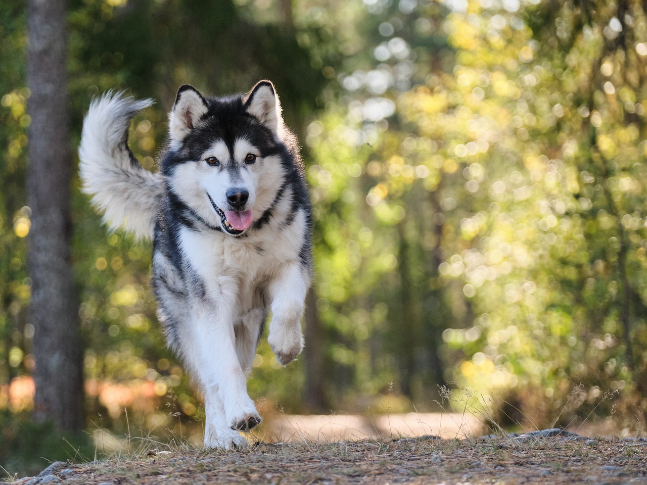 Alaskan Malamute 14