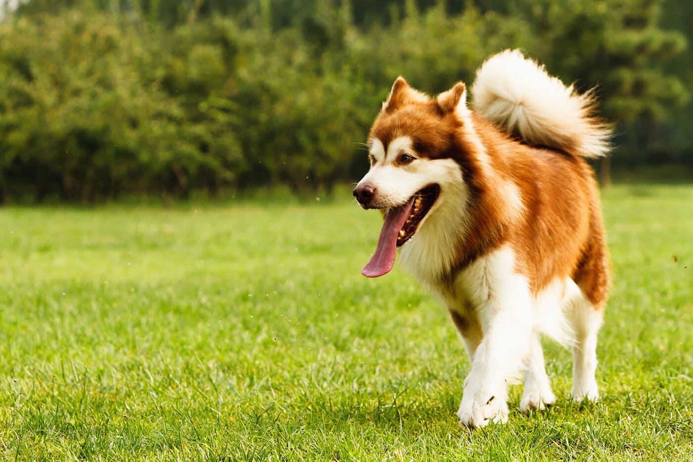 Alaskan Malamute 1400x933 1