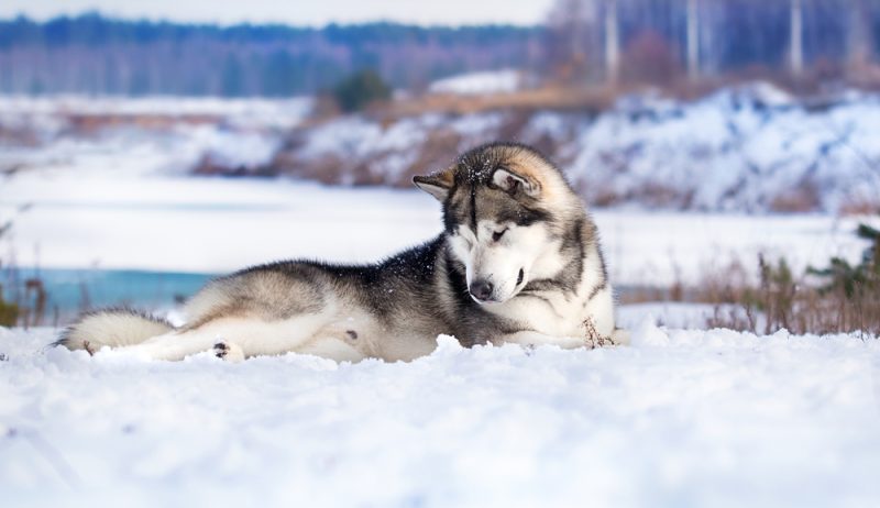 Alaskan Malamute dog lying in snow