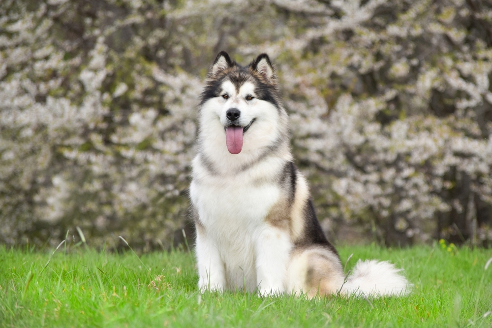 Alaskan Malamute dog sits on green grass