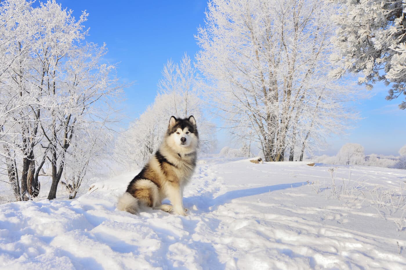 Alaskan Malamute