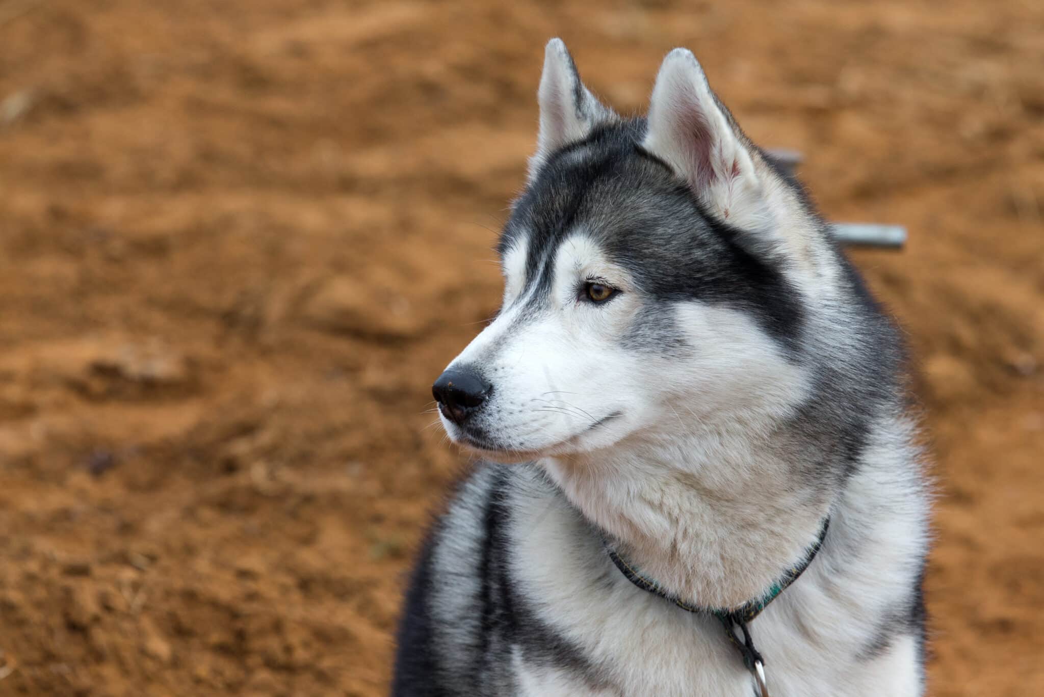 Alaskan Malamute3 scaled 1