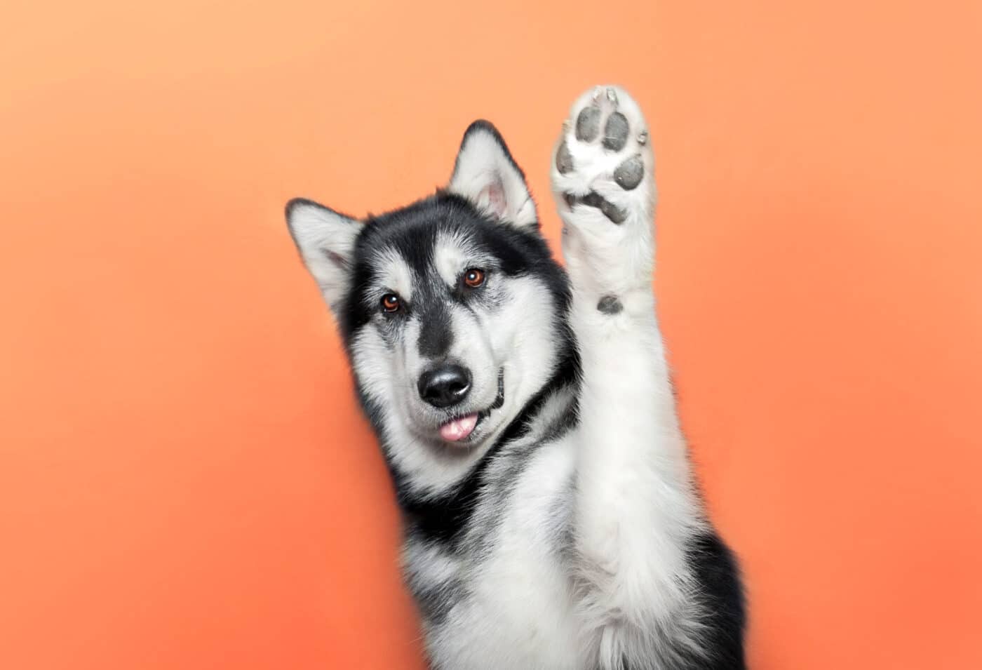 Alaskan Malamute