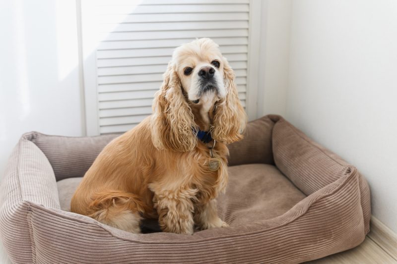 American Cocker Spaniel sitting in his dog bed