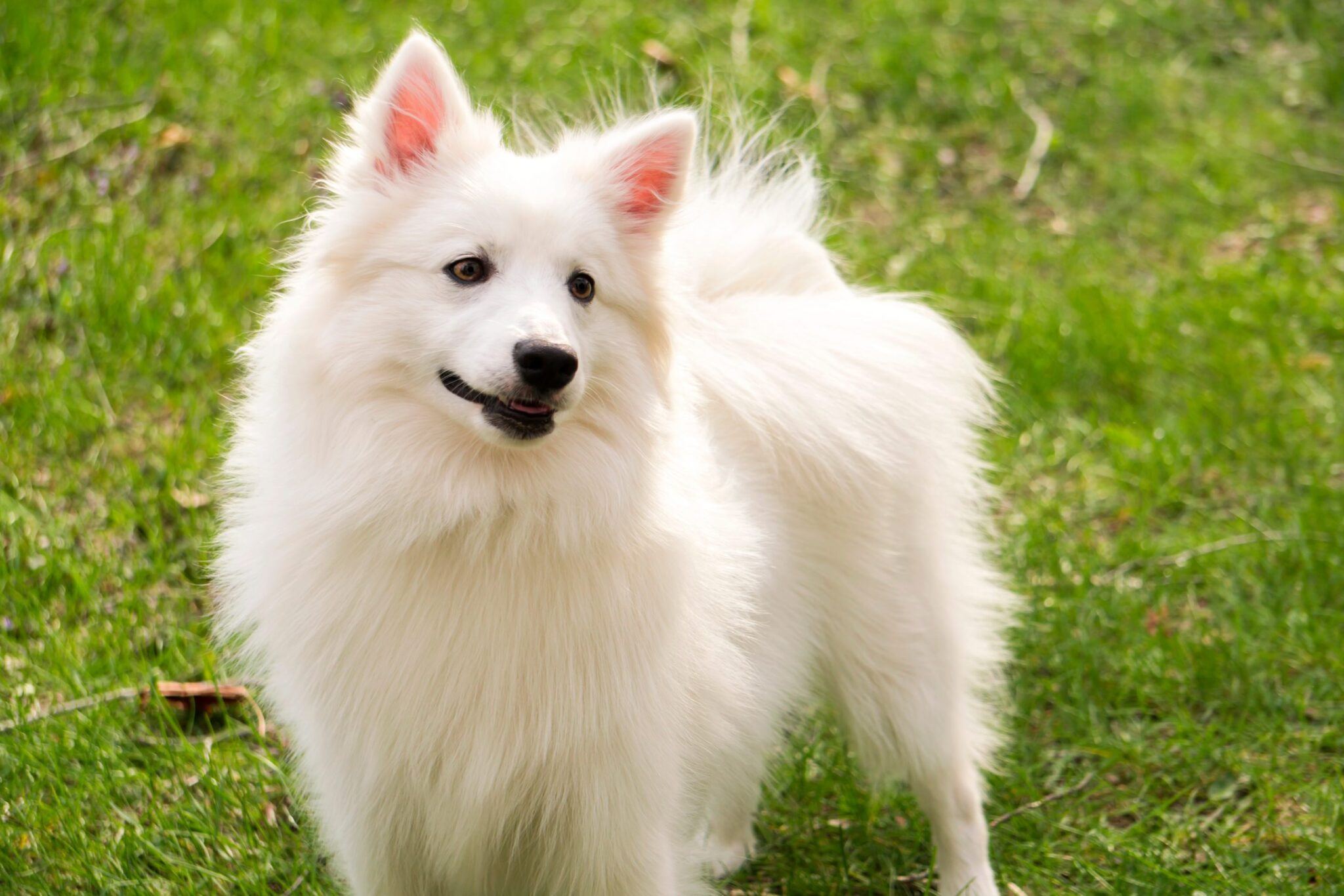 American Eskimo Dog3 scaled scaled 1