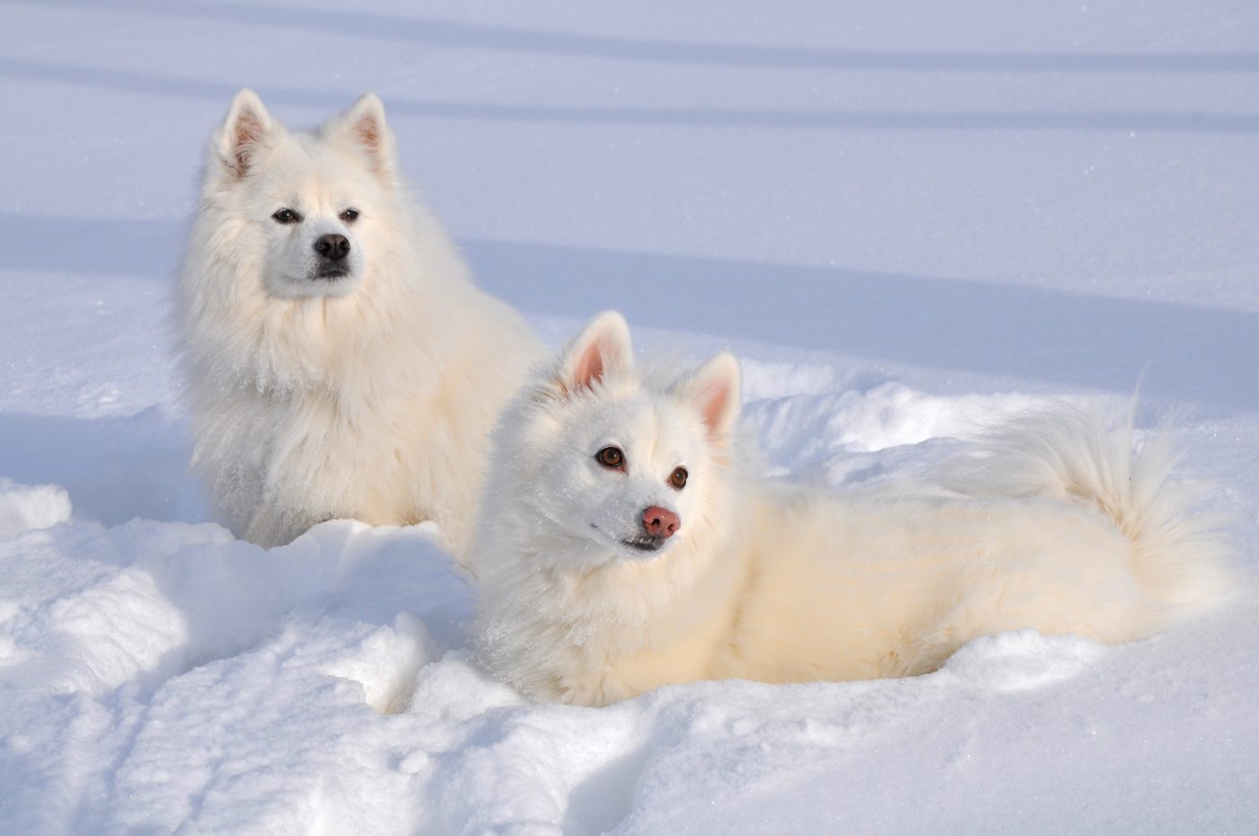 American Eskimo Dog