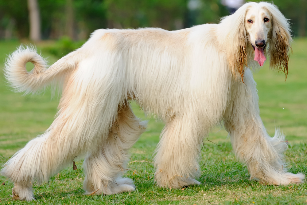 An afghan hound dog walking